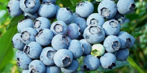 Borovnice: sadnja i njega u predgrađu